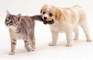 Puppies-vs-kittens-puppies-vs-kittens-22175696-400-258