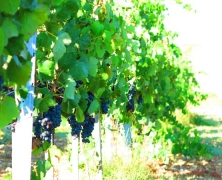 Shiraz-Grapes-Vineyards-Cyprus
